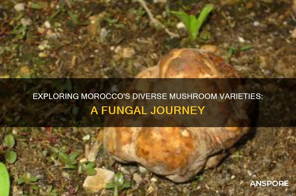 what kind of mushrooms grow in morocco