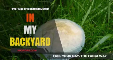 Discovering the Fascinating Mushrooms Growing in Your Backyard