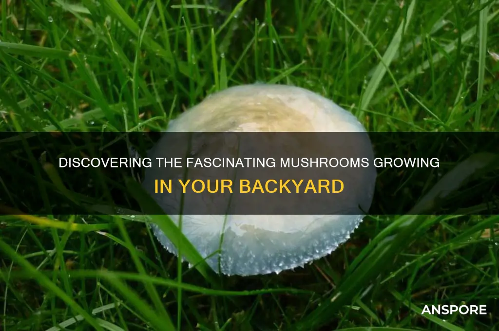 what kind of mushrooms grow in my backyard