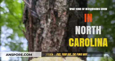 Exploring North Carolina's Diverse Mushroom Varieties: A Forager's Guide