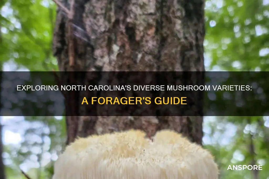 what kind of mushrooms grow in north carolina