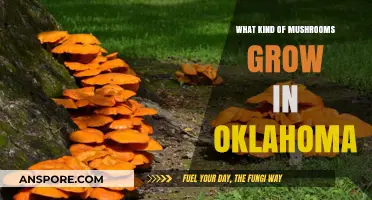 Discovering Oklahoma's Diverse Mushroom Varieties: A Forager's Guide