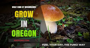 Exploring Oregon's Diverse Mushroom Varieties: A Forager's Guide