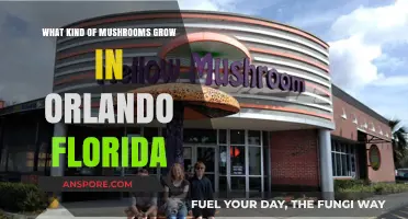 Exploring Orlando's Fungi: Mushrooms Thriving in Florida's Unique Climate