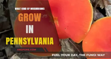 Exploring Pennsylvania's Diverse Mushroom Varieties: A Forager's Guide