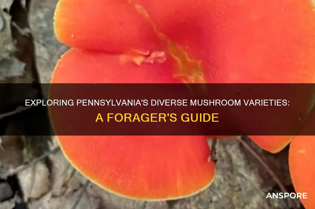 what kind of mushrooms grow in pennsylvania