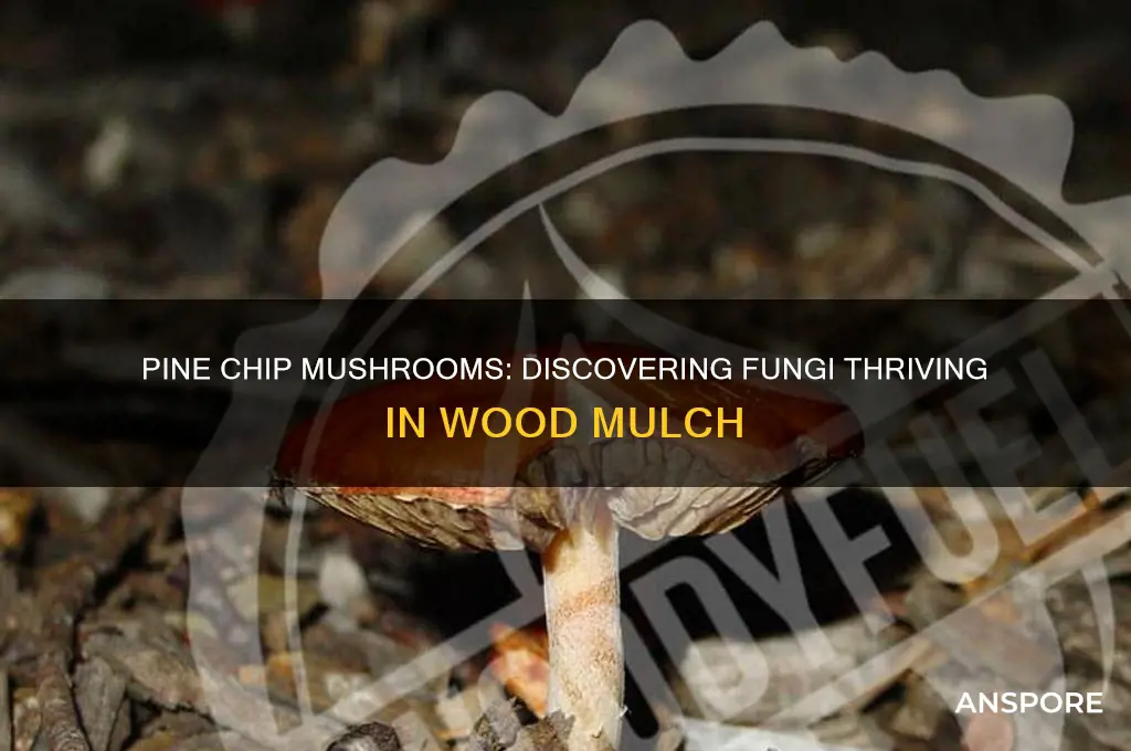 what kind of mushrooms grow in pine chips