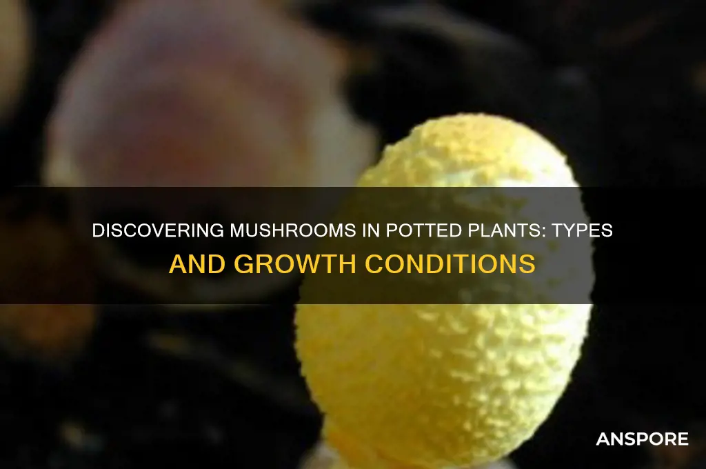 what kind of mushrooms grow in potted plants