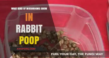 Rabbit Poop Mushrooms: Surprising Fungi That Thrive in Bunny Droppings