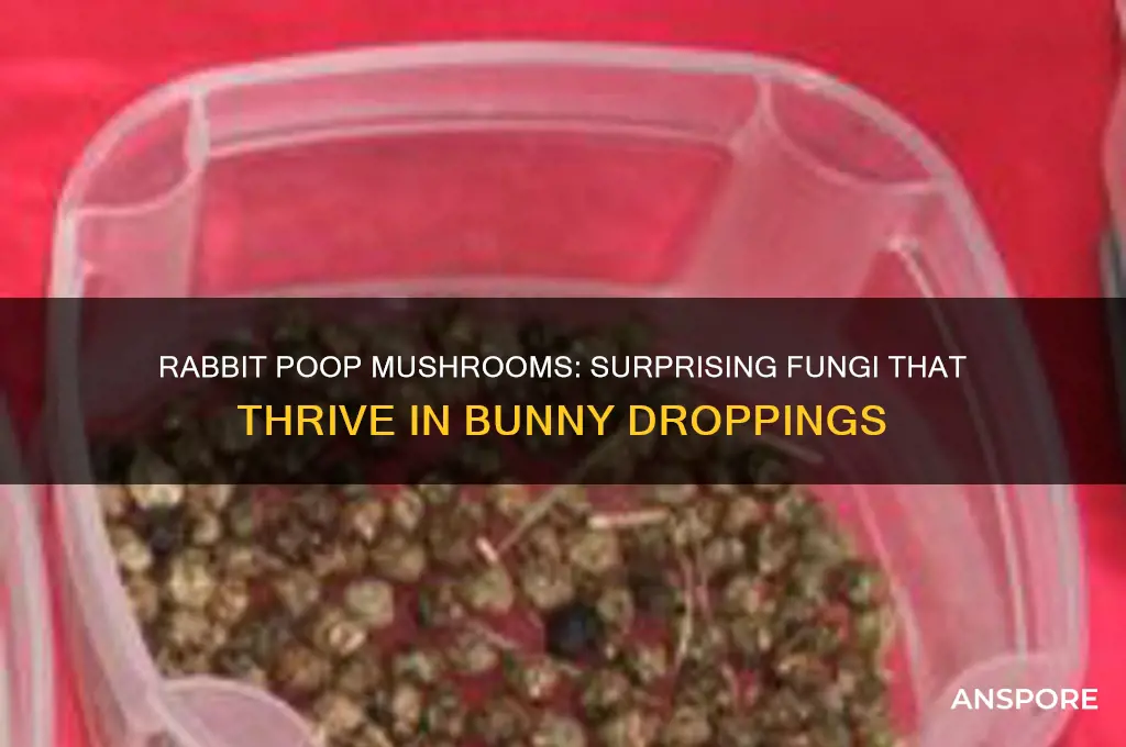 what kind of mushrooms grow in rabbit poop