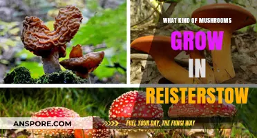 Exploring Reisterstown's Fungal Treasures: Mushrooms Growing in the Area