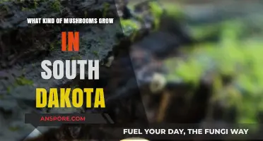 Exploring South Dakota's Diverse Mushroom Varieties and Their Habitats