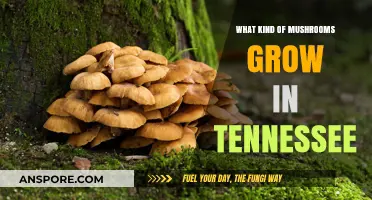 Exploring Tennessee's Diverse Mushroom Varieties: A Forager's Guide