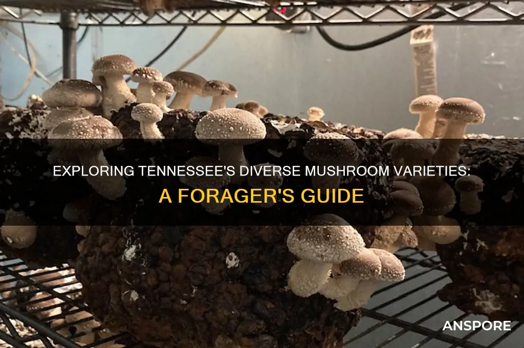 what kind of mushrooms grow in tennessee