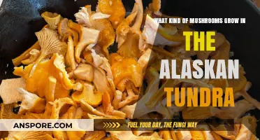 Exploring the Unique Mushrooms Thriving in Alaska's Tundra Ecosystem
