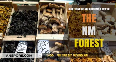 Discovering New Mexico's Forest: Wild Mushrooms and Their Varieties