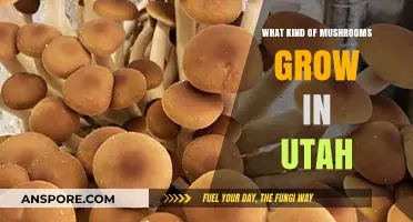 Discovering Utah's Diverse Mushroom Varieties: A Forager's Guide