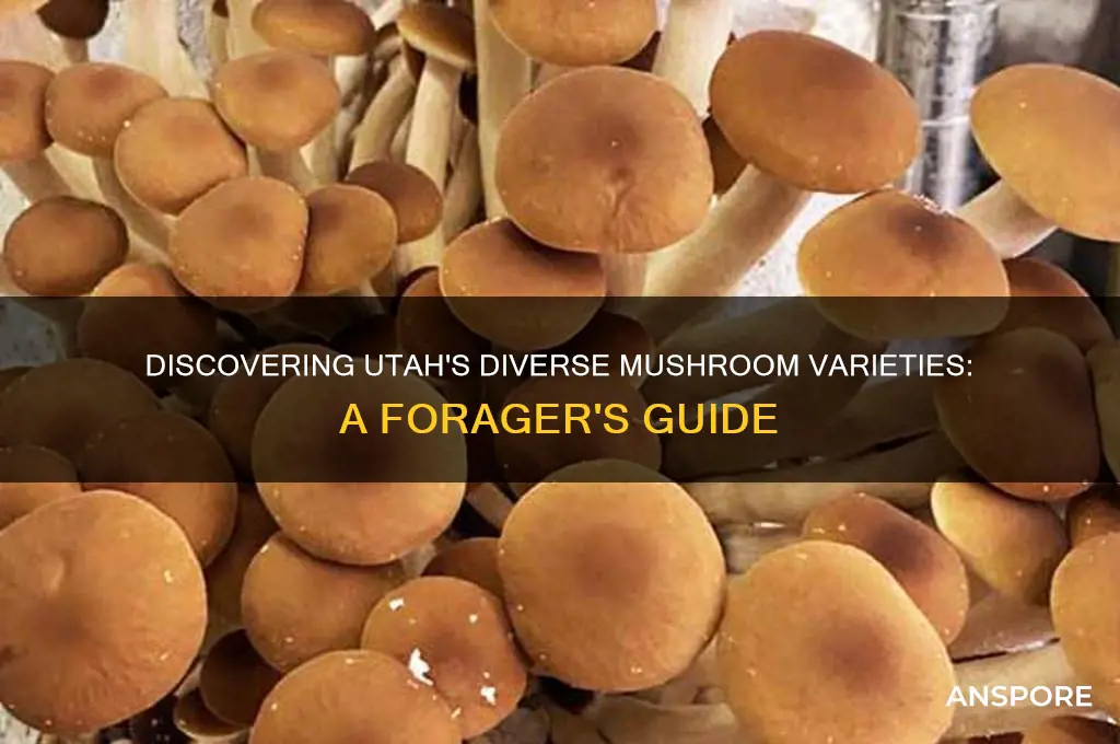 what kind of mushrooms grow in utah
