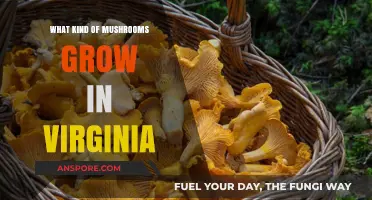 Exploring Virginia's Wild Mushrooms: Varieties and Where to Find Them