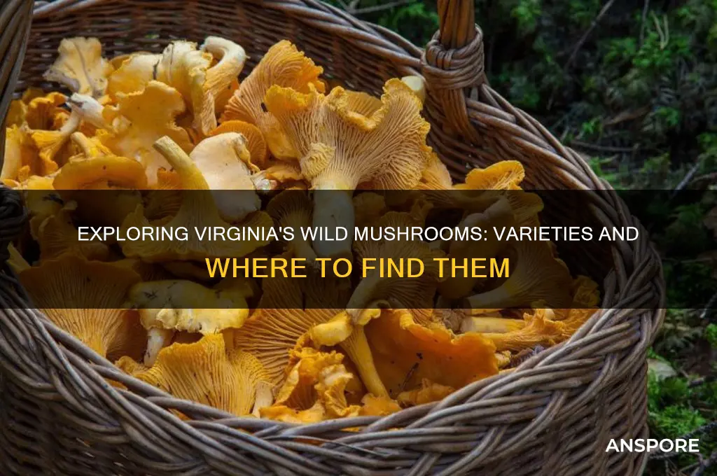 what kind of mushrooms grow in virginia