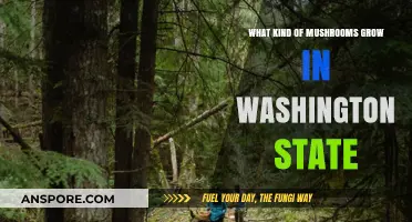 Exploring Washington State's Diverse Mushroom Varieties and Their Habitats