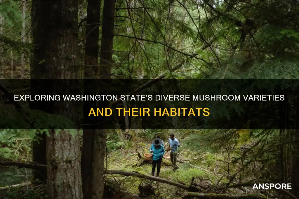 what kind of mushrooms grow in washington state