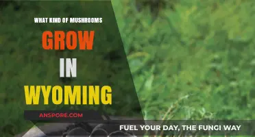 Exploring Wyoming's Wild Mushrooms: Varieties and Where to Find Them