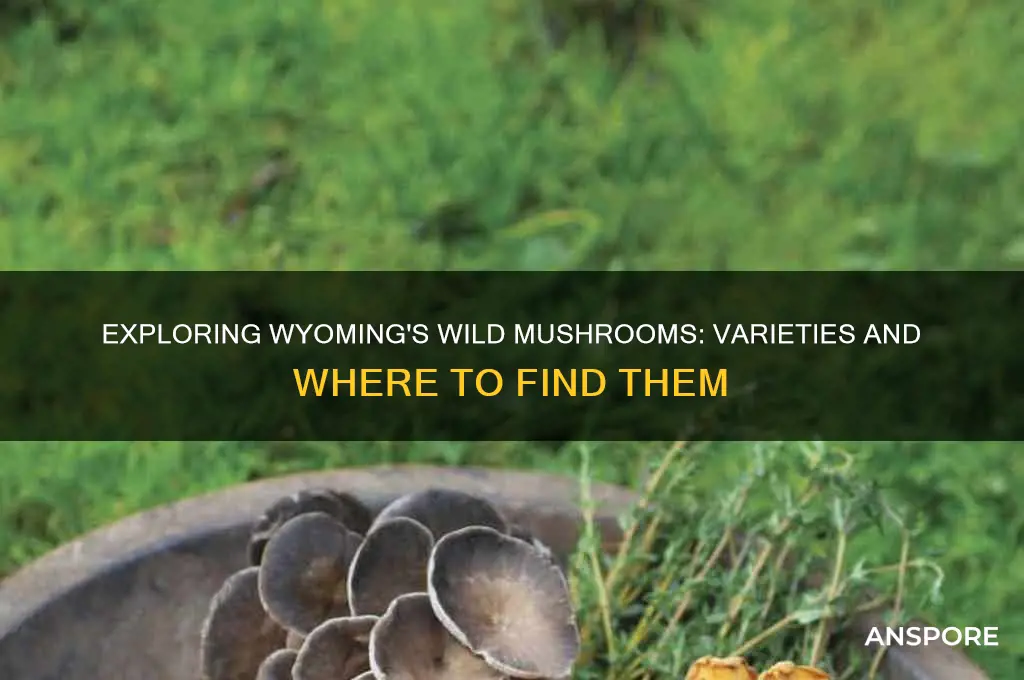 what kind of mushrooms grow in wyoming