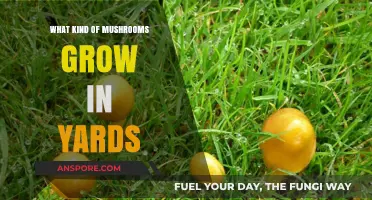 Common Yard Mushrooms: Identifying Fungi Growing in Your Lawn