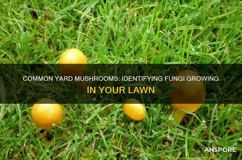 what kind of mushrooms grow in yards