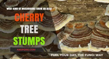 Discovering Mushrooms Thriving on Decaying Cherry Tree Stumps: A Guide