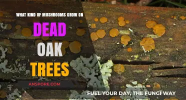 Discovering Fungi: Mushrooms Thriving on Dead Oak Trees Explained