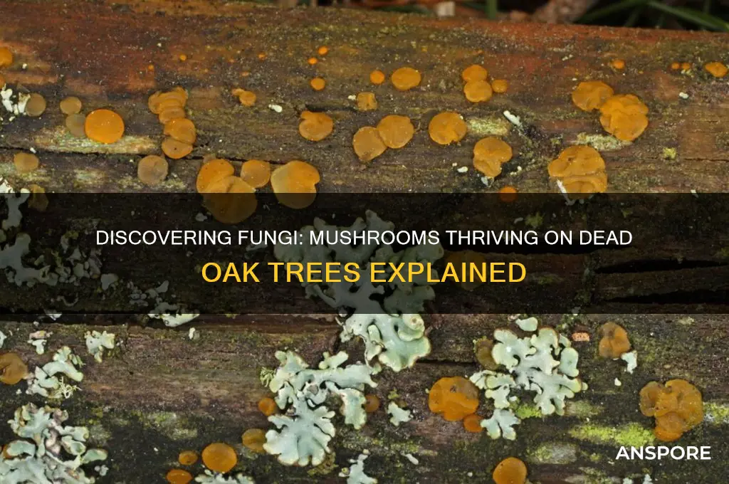 what kind of mushrooms grow on dead oak trees