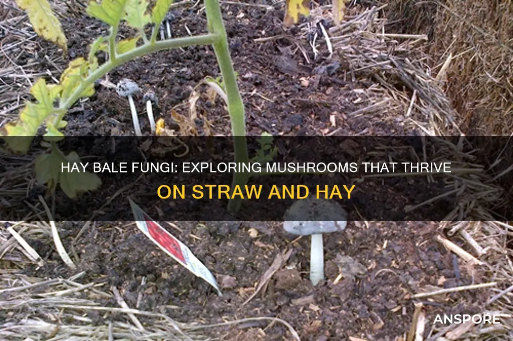 what kind of mushrooms grow on hay bales