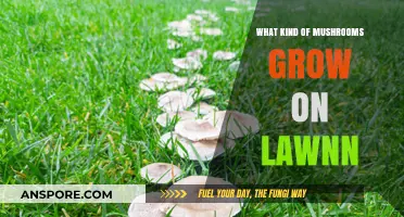 Identifying Common Lawn Mushrooms: Types, Causes, and Safe Removal Tips