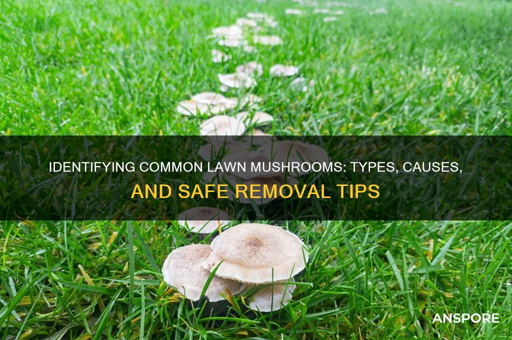 what kind of mushrooms grow on lawnn