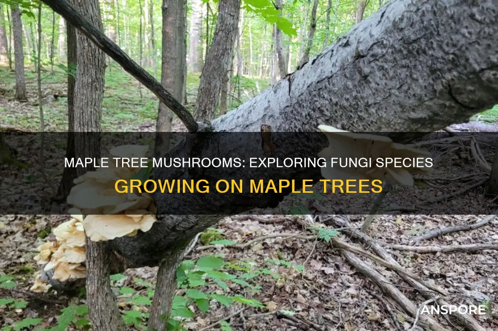 what kind of mushrooms grow on maple trees