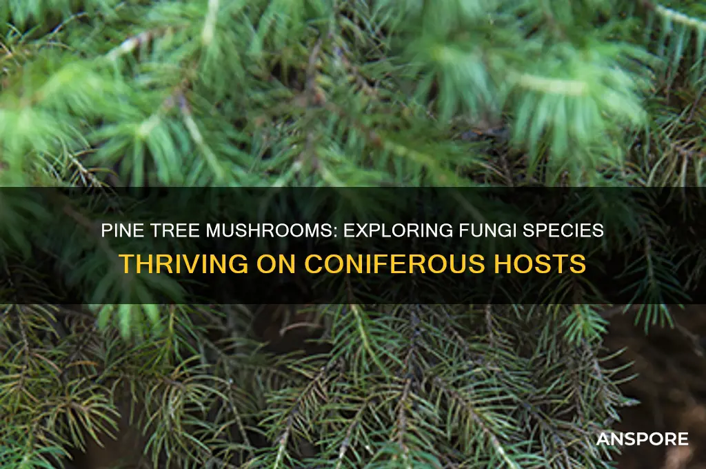 what kind of mushrooms grow on pine trees