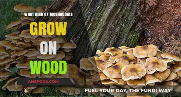 Woodland Fungi: Exploring Mushrooms That Thrive on Dead and Living Trees