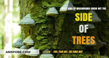 Tree-Dwelling Fungi: Exploring Mushrooms That Thrive on Tree Bark