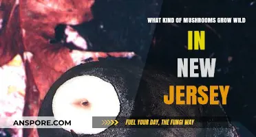 Exploring New Jersey's Wild Mushroom Varieties: A Forager's Guide