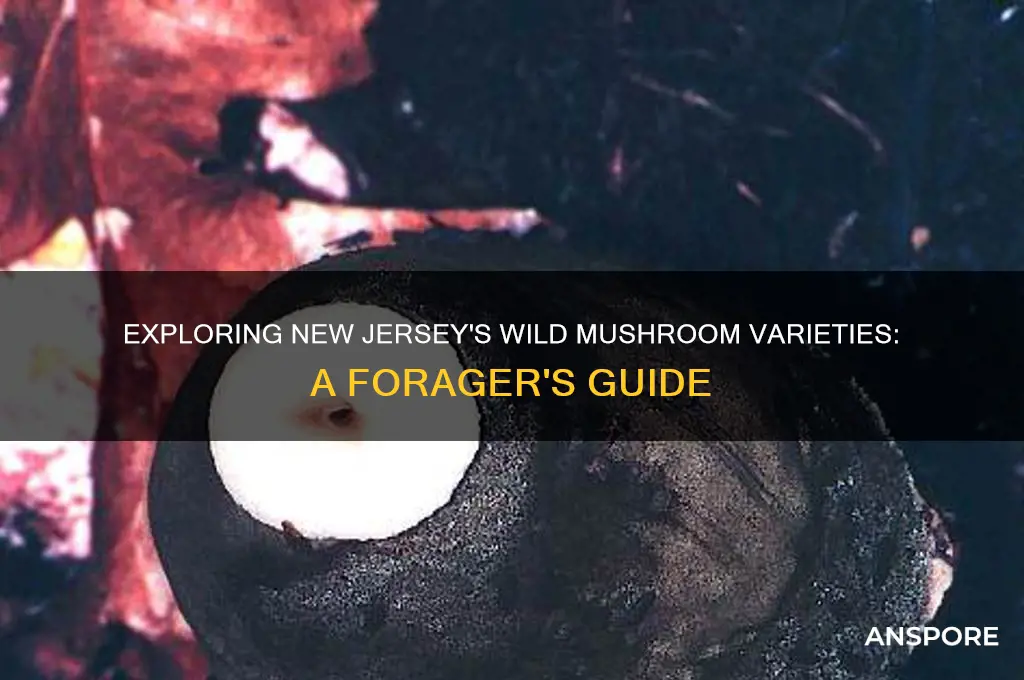 what kind of mushrooms grow wild in new jersey