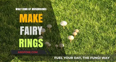 Mysterious Fairy Rings: Which Mushrooms Create These Enchanted Circles?