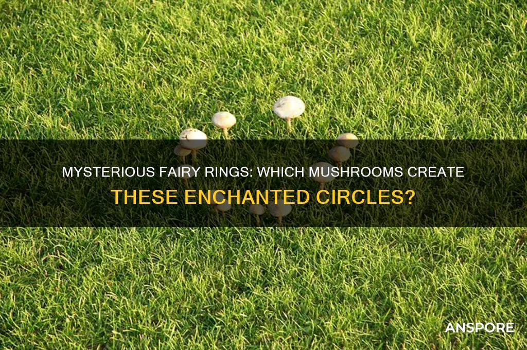 what kind of mushrooms make fairy rings