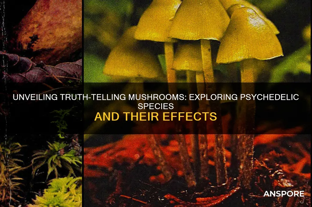 what kind of mushrooms make you tell the truth