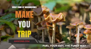 Exploring Psychedelic Mushrooms: Which Varieties Induce Mind-Altering Trips?