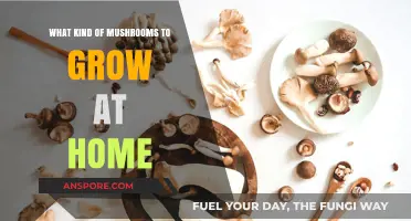 Easy-to-Grow Mushrooms: A Beginner's Guide to Home Cultivation