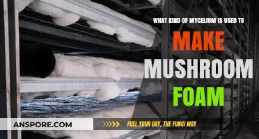 Mycelium Types for Eco-Friendly Mushroom Foam Production Explained
