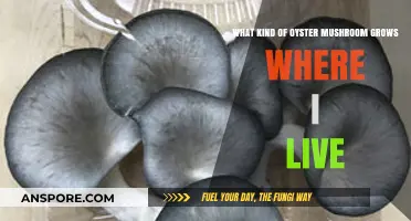 Discovering Local Oyster Mushrooms: A Guide to Varieties Near You