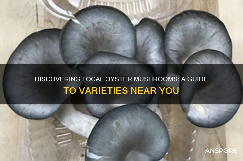 what kind of oyster mushroom grows where i live